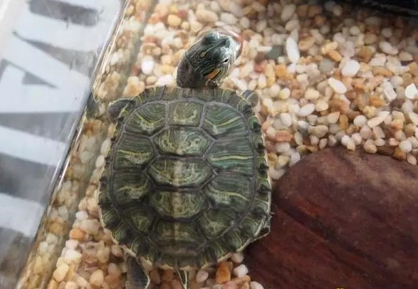 养龟水碱如何解决,龟治水霉病最简单的方法