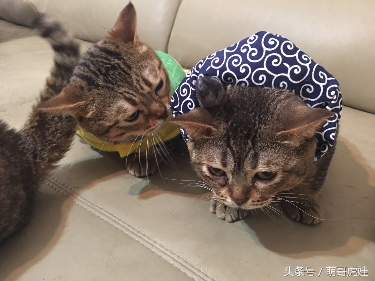 铲屎的给喵星人买了好多卖萌装备，小猫试穿后一脸懵莫名戳中萌点