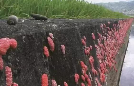 孕妇误食福寿螺导致流产,孕妇误食福寿螺