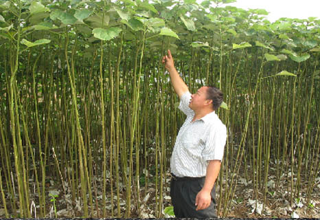 农民常见植物有哪些,农村常见的植物科普