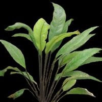 农民常见植物有哪些,农村常见的植物科普