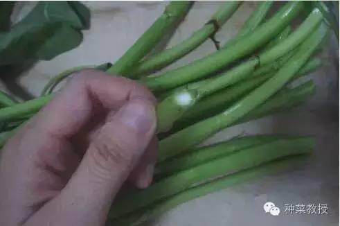 阳台种菜的土没有营养了怎么办,种子种菜阳台教程