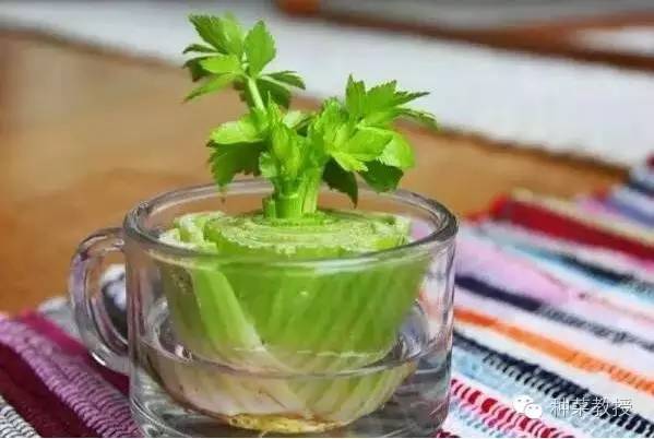 阳台种菜的土没有营养了怎么办,种子种菜阳台教程