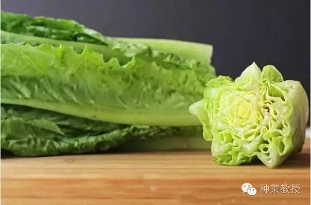 阳台种菜的土没有营养了怎么办,种子种菜阳台教程