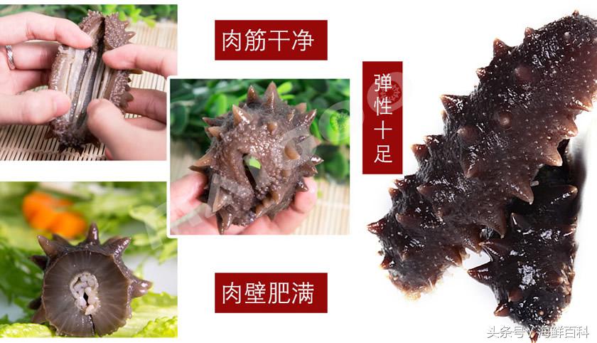 海参的营养价值和功效秒懂百科,怎么吃海参有营养等一些海参知识