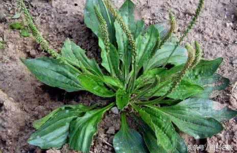 被蚊虫叮咬皮肤瘙痒难忍怎么办,被蚊虫叮咬了痒得要死怎么办