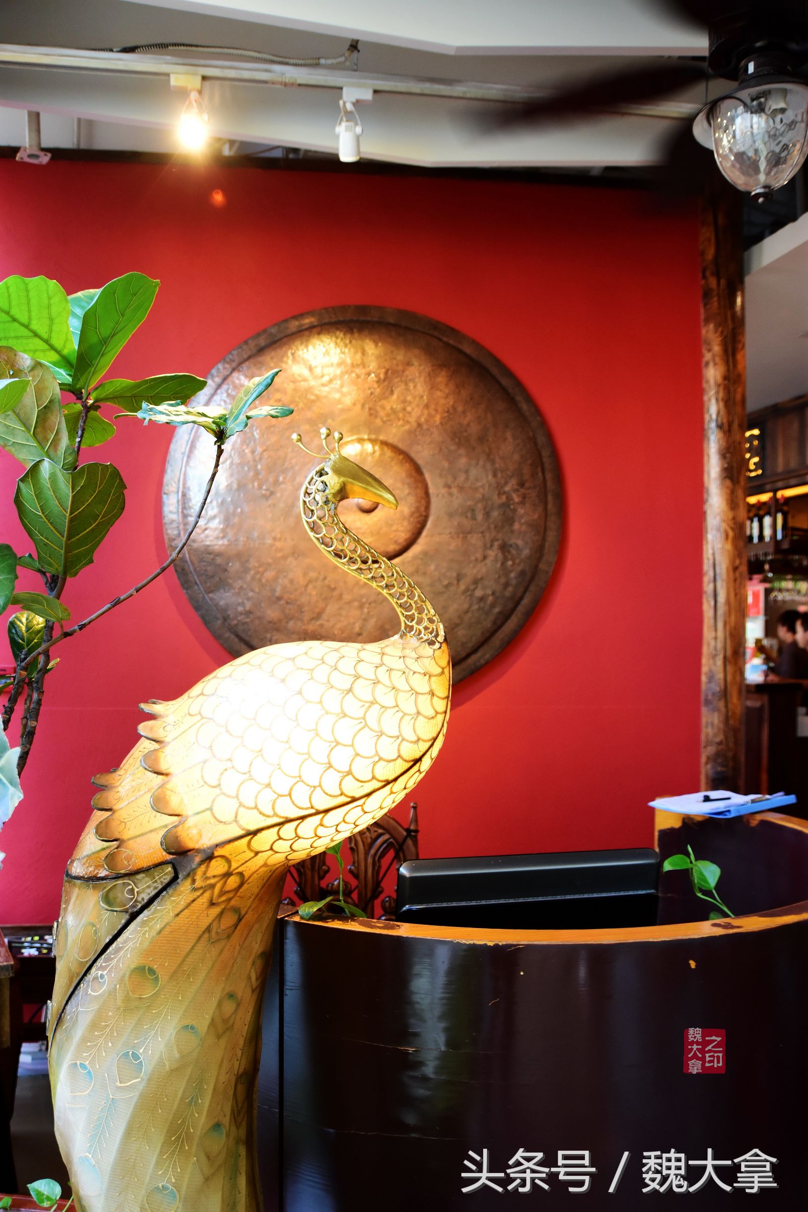 野生山菌冒头梢，婷婷露，小蛮腰-中8楼山野之味化珍馐