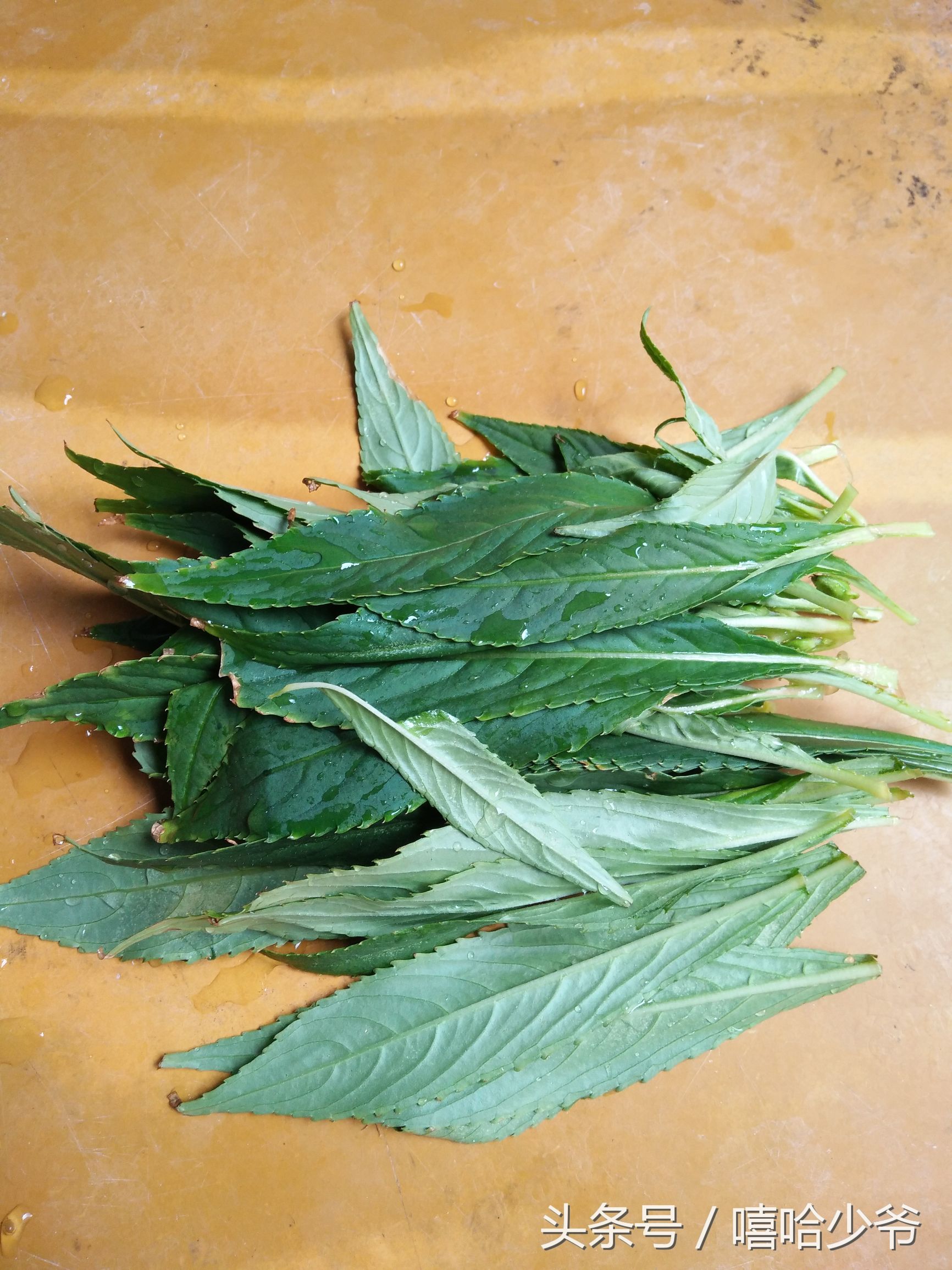 农村纯天然指甲草,神奇的指甲草有几种