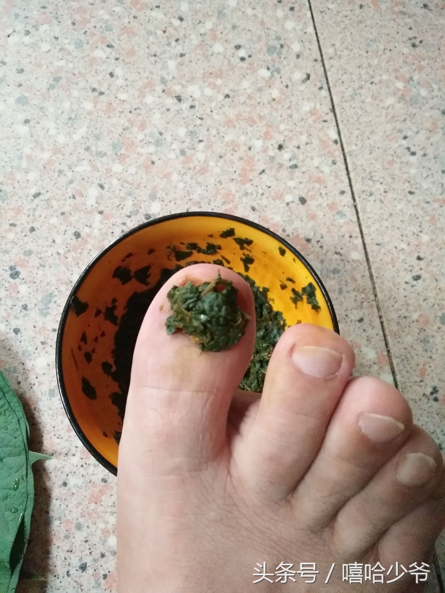 农村纯天然指甲草,神奇的指甲草有几种