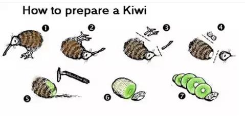 为什么kiwi鸟是新西兰的国鸟,新西兰国鸟图片