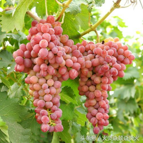 葡萄种植致富技术,葡萄防病高产技术分享