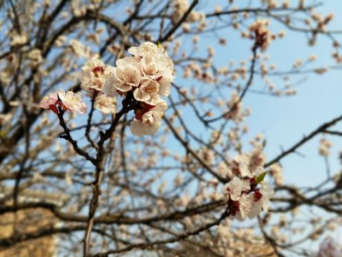 vivoxplay6测评还值得购买吗,2020年vivoxplay6值得买吗