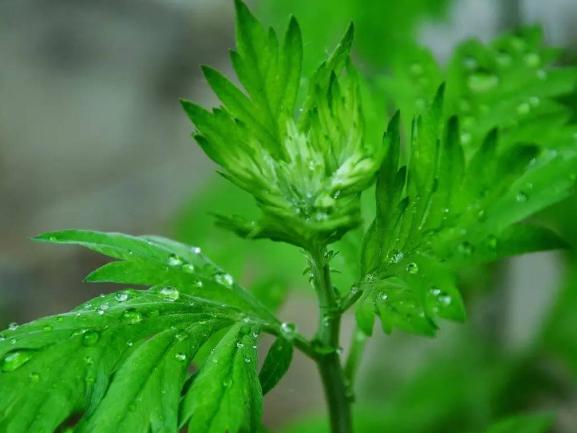 每天晚上艾草艾叶泡脚坚持2个月,用艾草泡脚半年身体什么变化