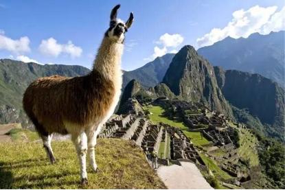 秘鲁神兽来袭，能给你的绝不只是表情包