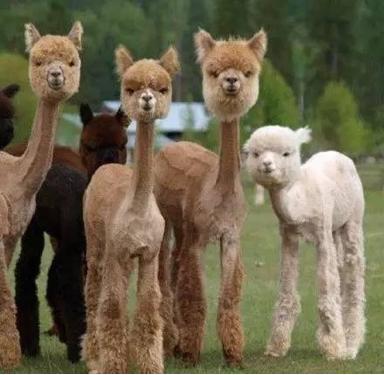 秘鲁神兽来袭，能给你的绝不只是表情包