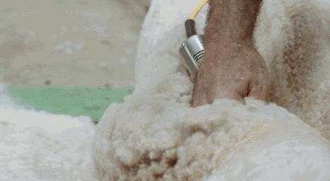 秘鲁神兽来袭，能给你的绝不只是表情包