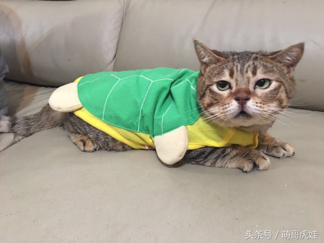 铲屎的给喵星人买了好多卖萌装备，小猫试穿后一脸懵莫名戳中萌点