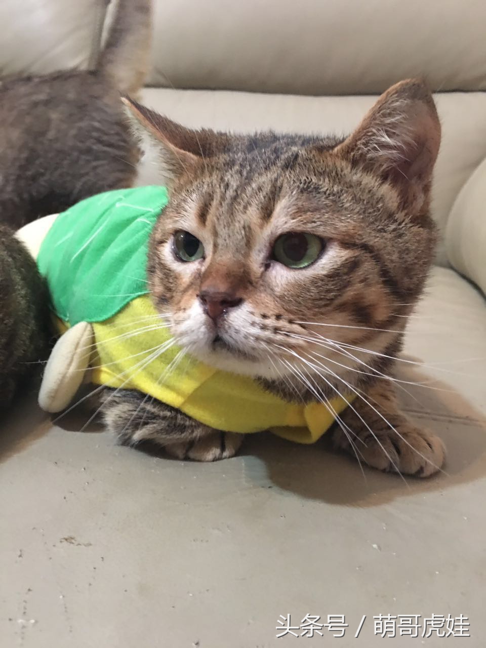 铲屎的给喵星人买了好多卖萌装备，小猫试穿后一脸懵莫名戳中萌点