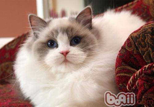 猫咪品种大盘点长毛猫篇,不掉毛猫咪的品种大全