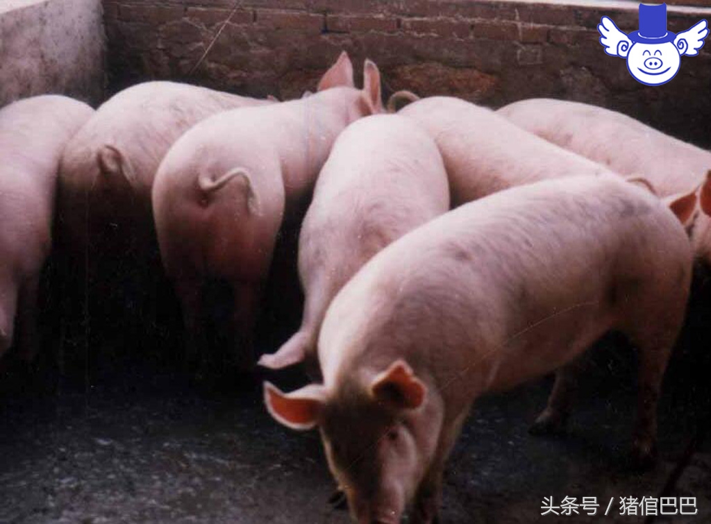 夏天怎样防止猪高热,如何防止猪高热症