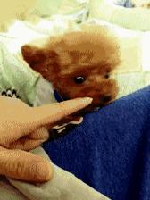 立耳泰迪和飞耳泰迪哪个好,飞耳泰迪和裁耳泰迪怎么区别