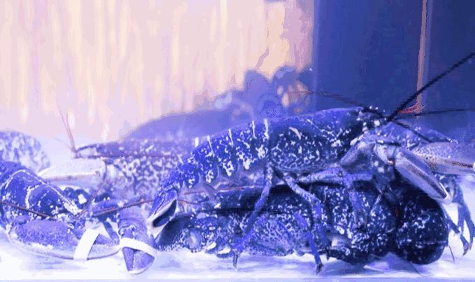 珍稀鱼子酱,波龙鱼子酱