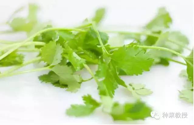 阳台种菜的土没有营养了怎么办,种子种菜阳台教程