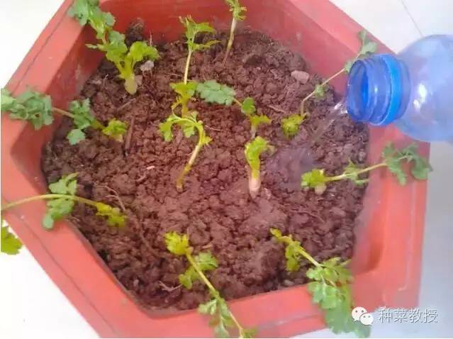 阳台种菜的土没有营养了怎么办,种子种菜阳台教程