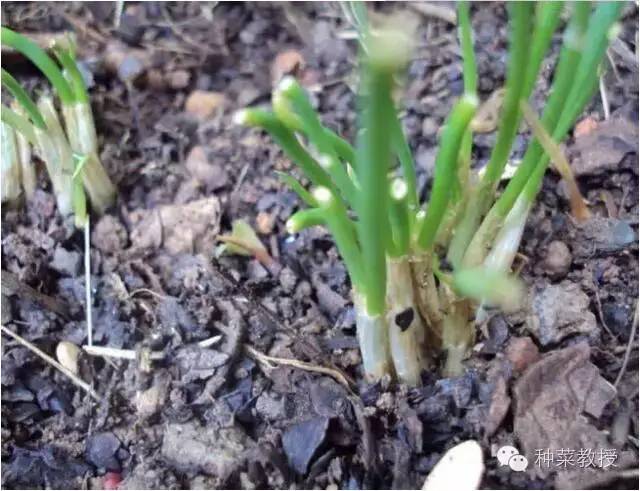 阳台种菜的土没有营养了怎么办,种子种菜阳台教程