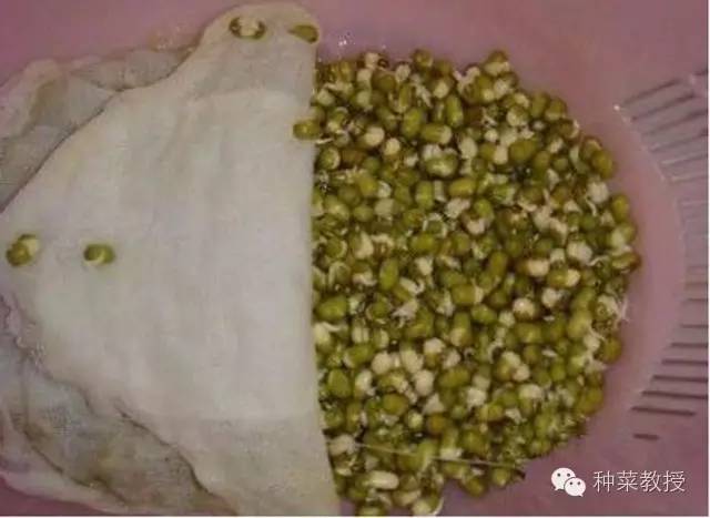 阳台种菜的土没有营养了怎么办,种子种菜阳台教程