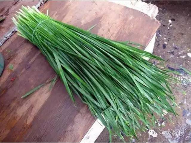 阳台种菜的土没有营养了怎么办,种子种菜阳台教程