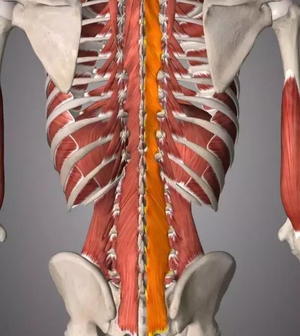 如何恢复脊柱灵活性,保持脊柱有弹性的秘诀