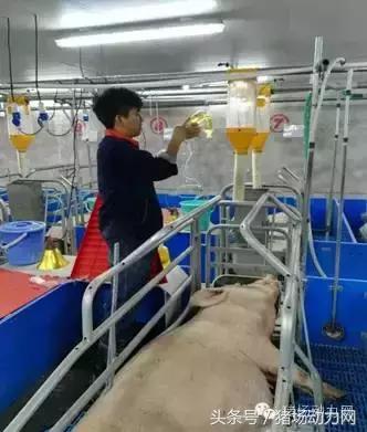 母猪分娩期的管理,接产期间减少母猪死胎的对策