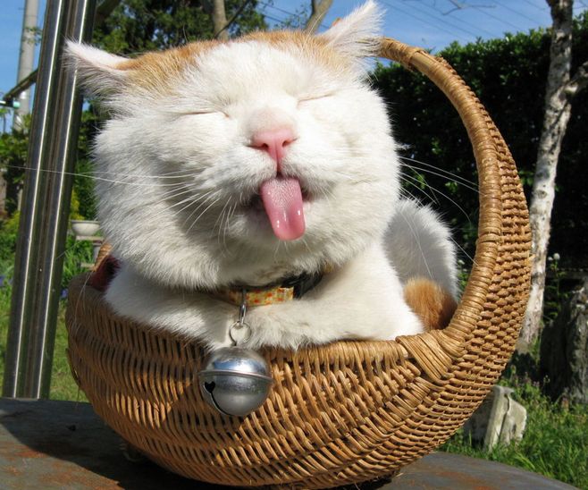 猫咪可以玩的抓宠小游戏,作为猫奴