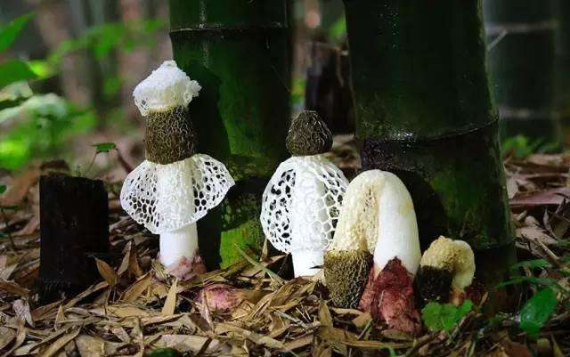 用竹子做的美食,由竹子诞生的四种美食