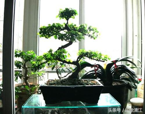 小叶女贞树简介,小叶女贞树是啥样的树