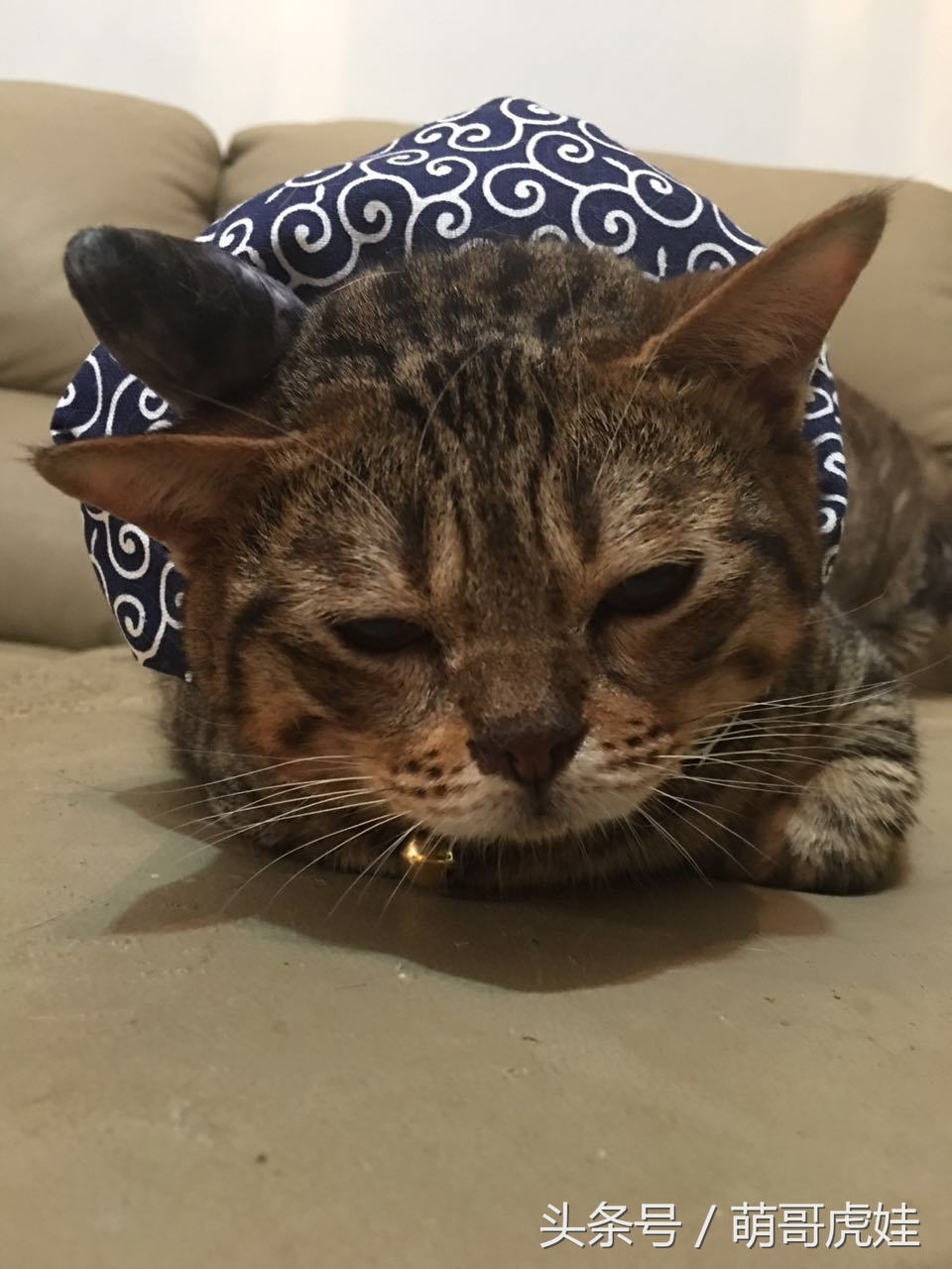 铲屎的给喵星人买了好多卖萌装备，小猫试穿后一脸懵莫名戳中萌点