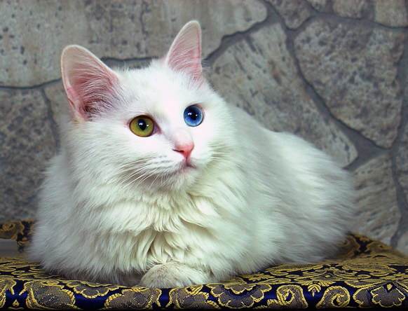 猫咪品种大盘点长毛猫篇,不掉毛猫咪的品种大全