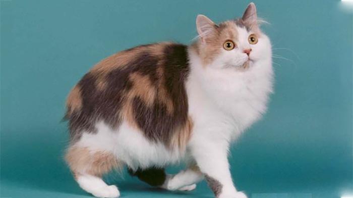 猫咪品种大盘点长毛猫篇,不掉毛猫咪的品种大全