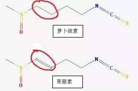 萝卜素和萝卜的区别 (萝卜素和胡萝卜素的区别)
