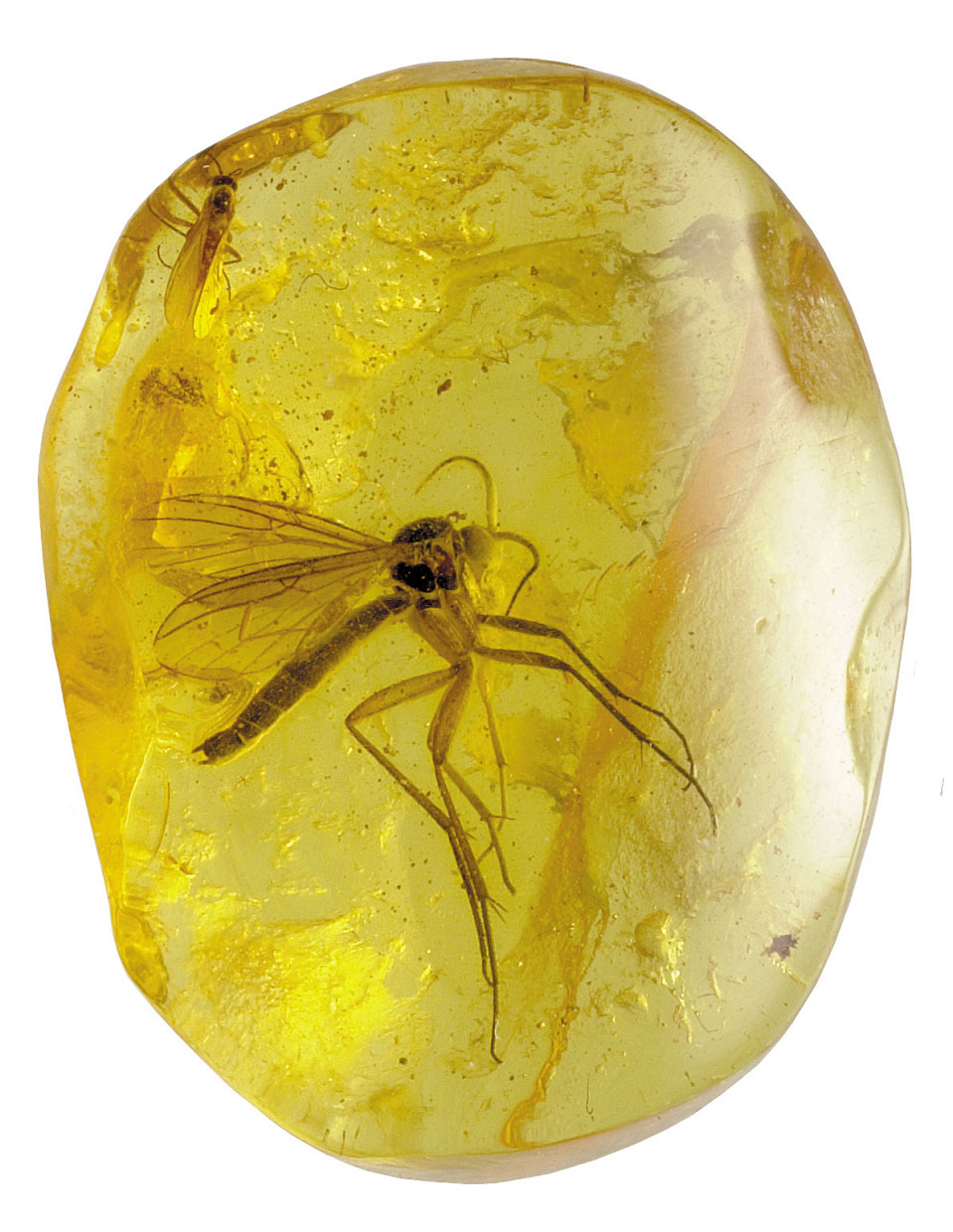 琥珀蜜蜡怎么鉴定真假图片视频,波罗的海蜜蜡手串真假鉴别