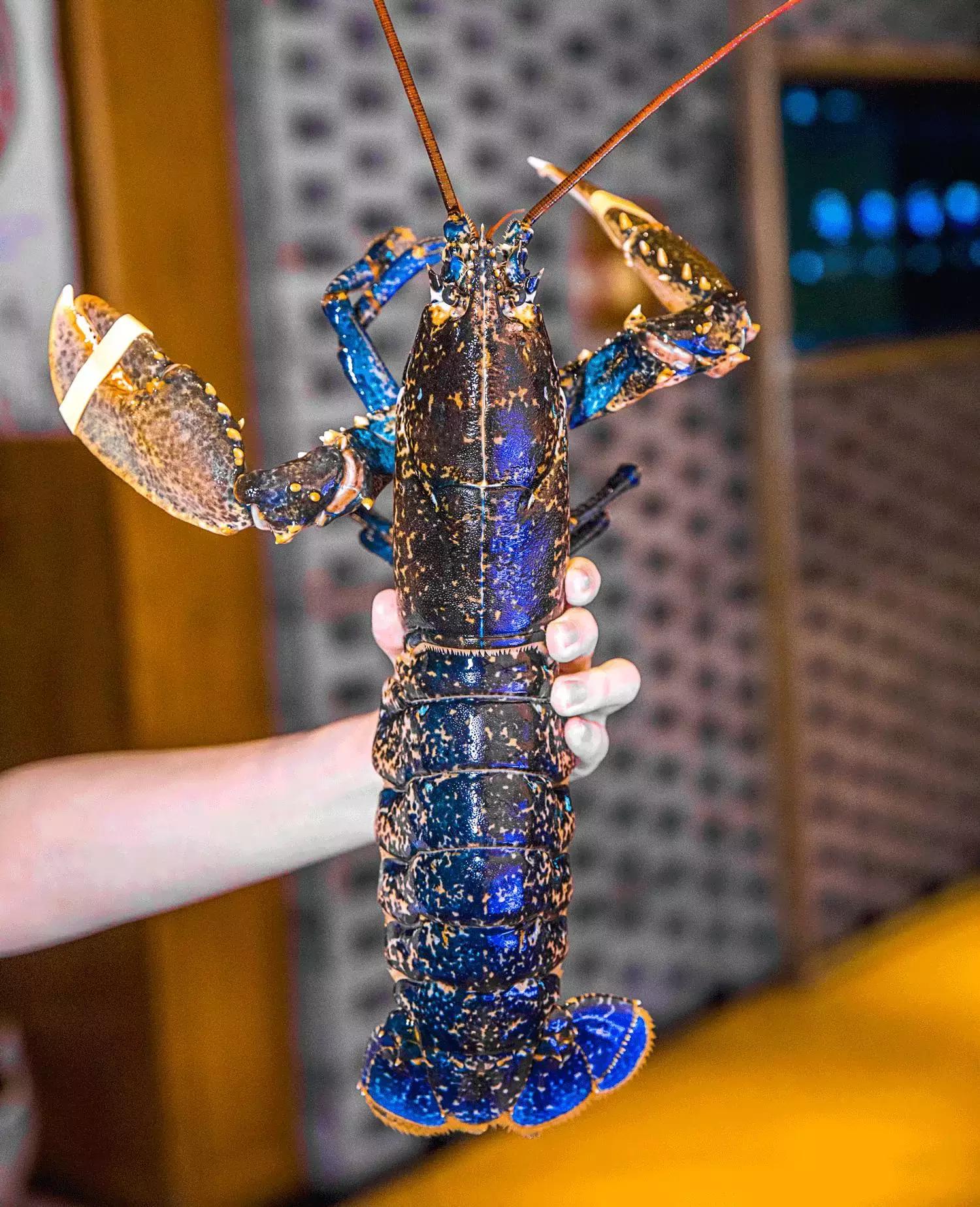 珍稀鱼子酱,波龙鱼子酱