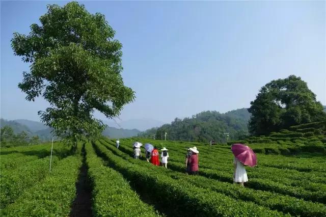 有云上心智，才可挥斥方遒——对祥源茶品牌的观察与思考