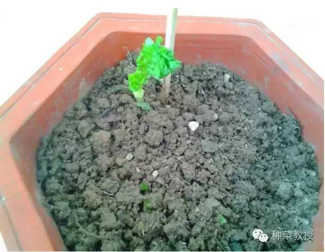 阳台种菜的土没有营养了怎么办,种子种菜阳台教程
