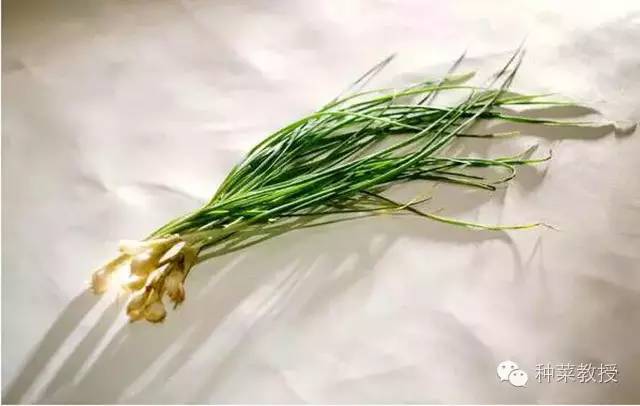 阳台种菜的土没有营养了怎么办,种子种菜阳台教程