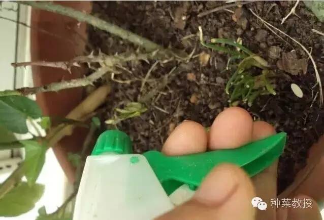 阳台种菜的土没有营养了怎么办,种子种菜阳台教程