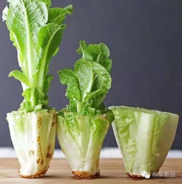 阳台种菜的土没有营养了怎么办,种子种菜阳台教程