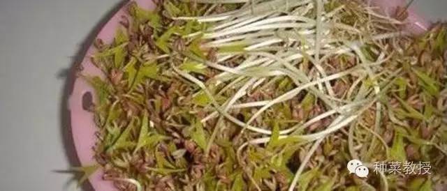 阳台种菜的土没有营养了怎么办,种子种菜阳台教程