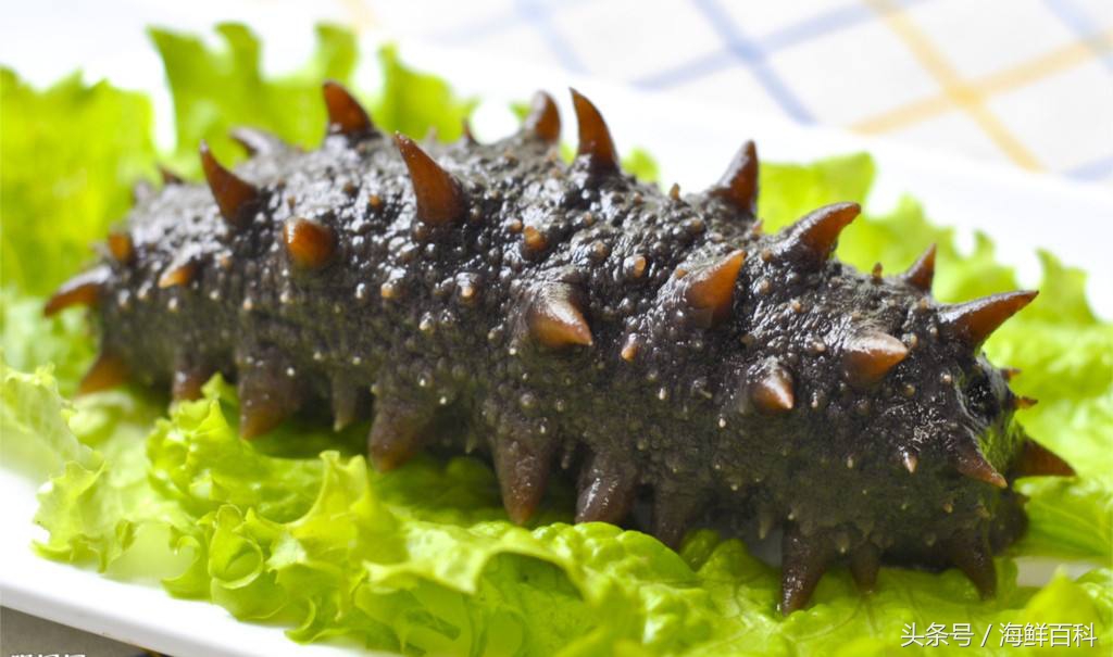 海参的营养价值和功效秒懂百科,怎么吃海参有营养等一些海参知识