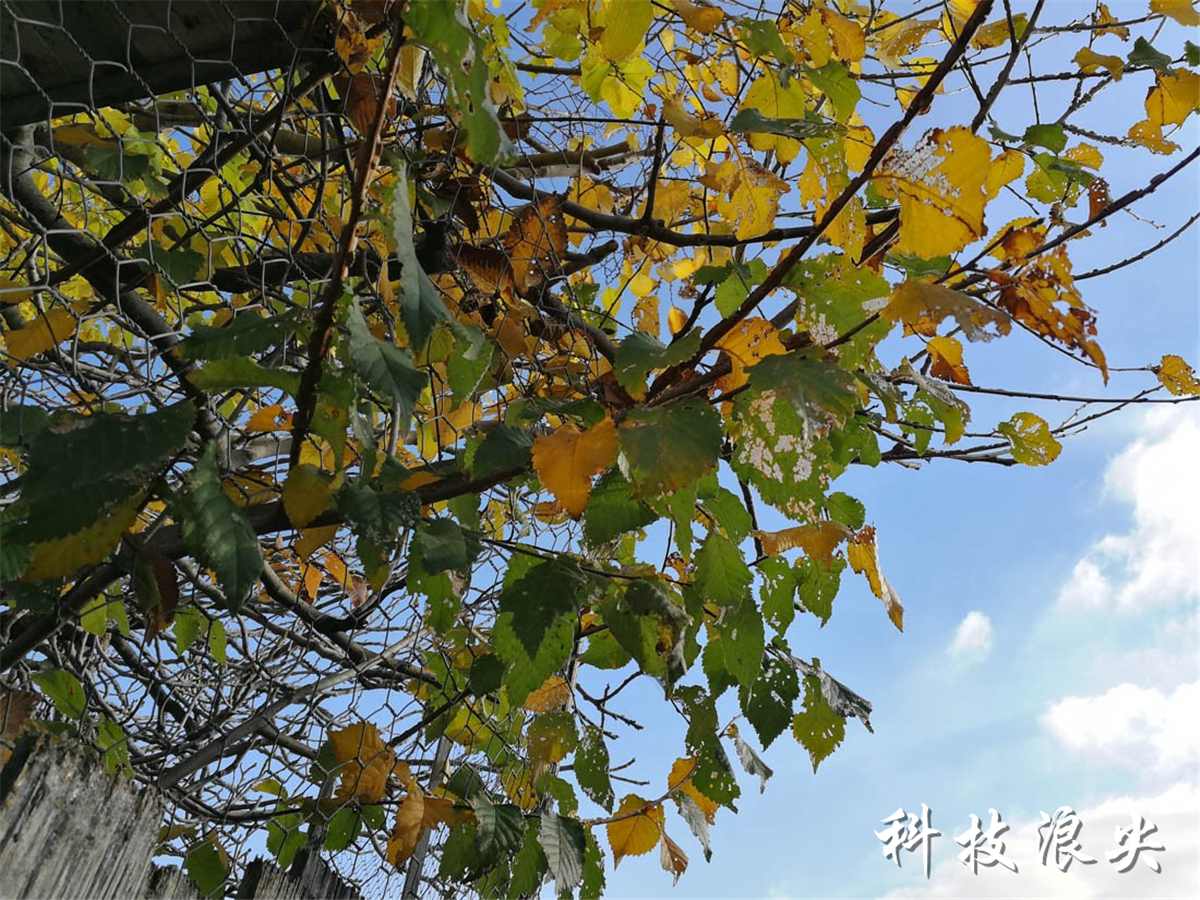 华为p10手机测评,华为p10与其他旗舰手机对比